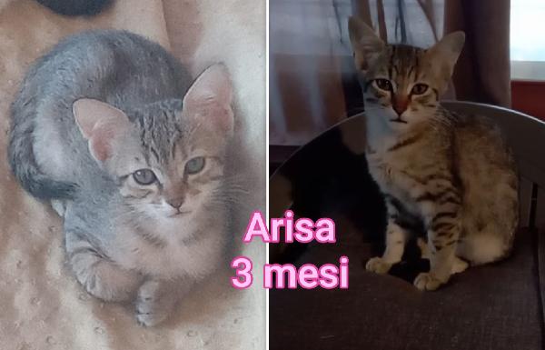 TROPPI GATTINI ANCORA SOLI Foto 3
