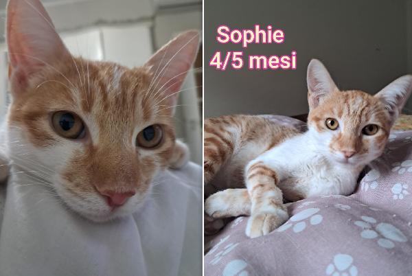 TROPPI GATTINI ANCORA SOLI Foto 2