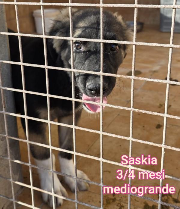 Adozioni cuccioli bisognosi  Foto 5