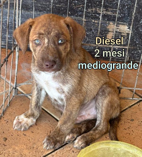 Adozioni cuccioli bisognosi  Foto 7