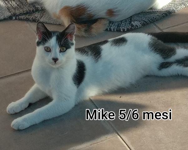 MICINI SENZA FUTURO Foto 8