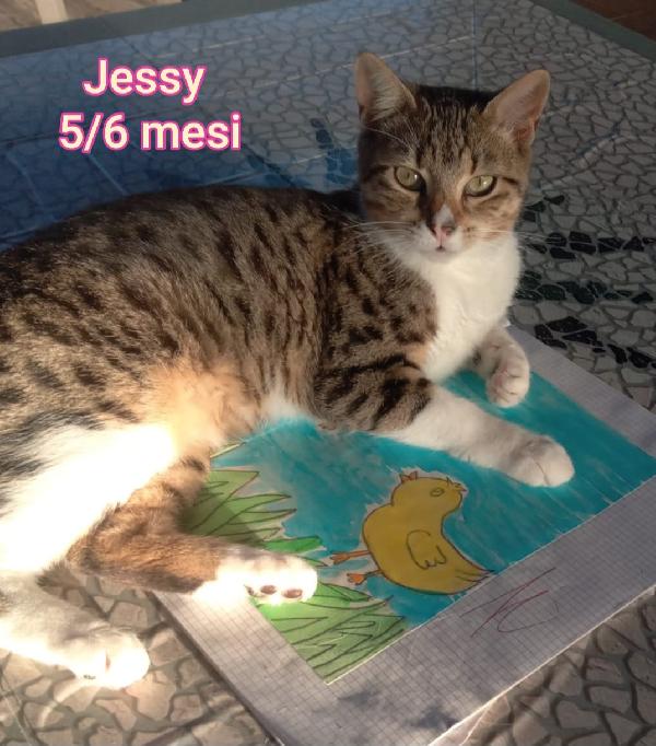 MICINI SENZA FUTURO Foto 9