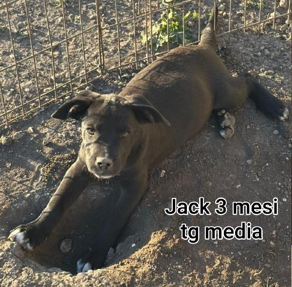 AIUTATE QUESTI CUCCIOLI  Foto 3