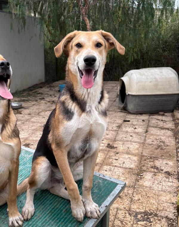 TIMO: DA 6 MESI ESCLUSO Foto 4