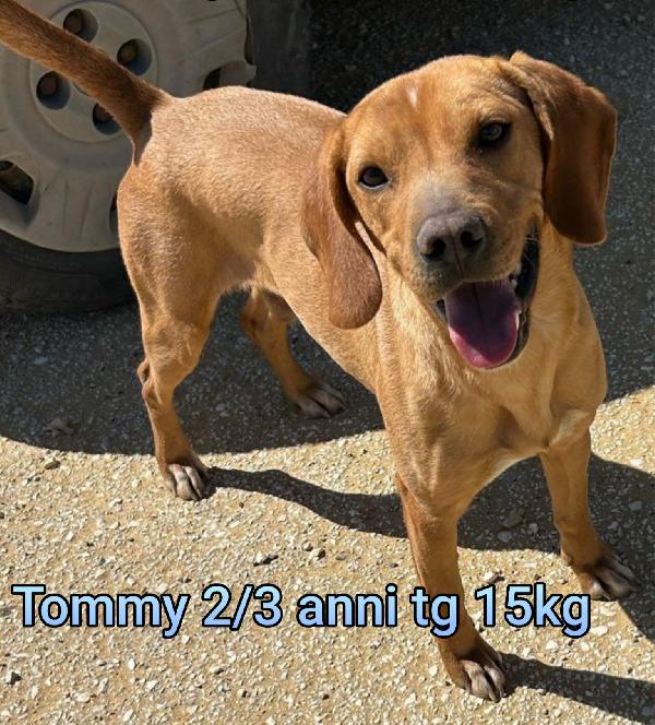 Cani di tg.piccola e mediopiccola  Foto 7