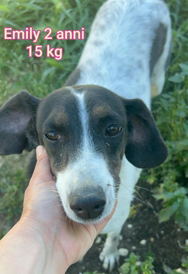 Cani di tg.piccola e mediopiccola  Foto 8