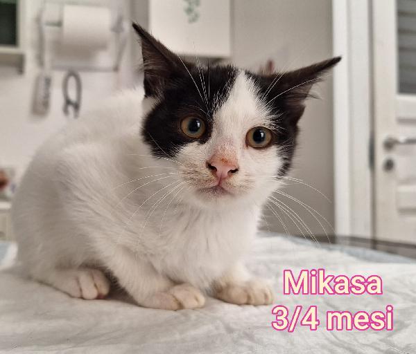 GATTINI: SIAMO AL COLLASSO  Foto 2