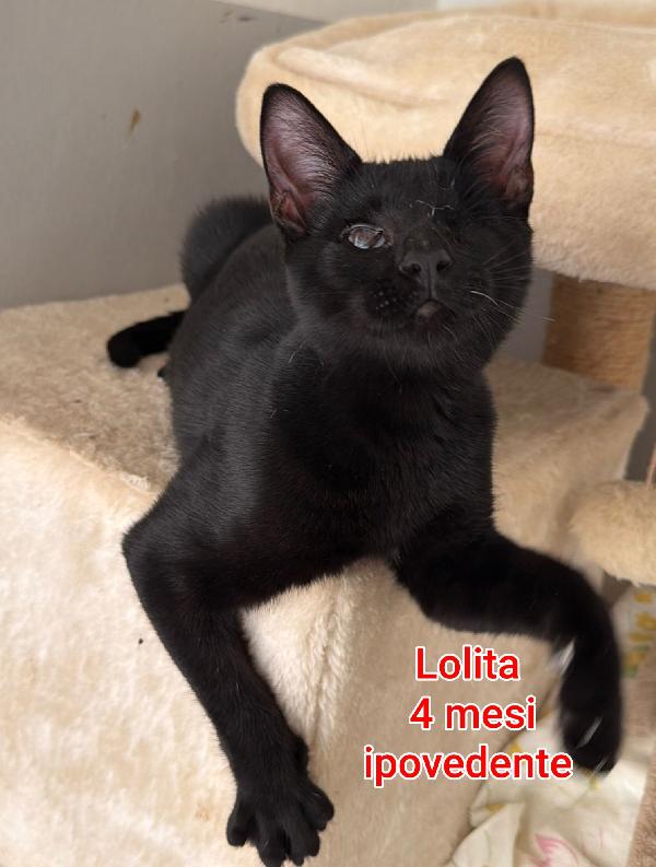 GATTINI: SIAMO AL COLLASSO  Foto 3