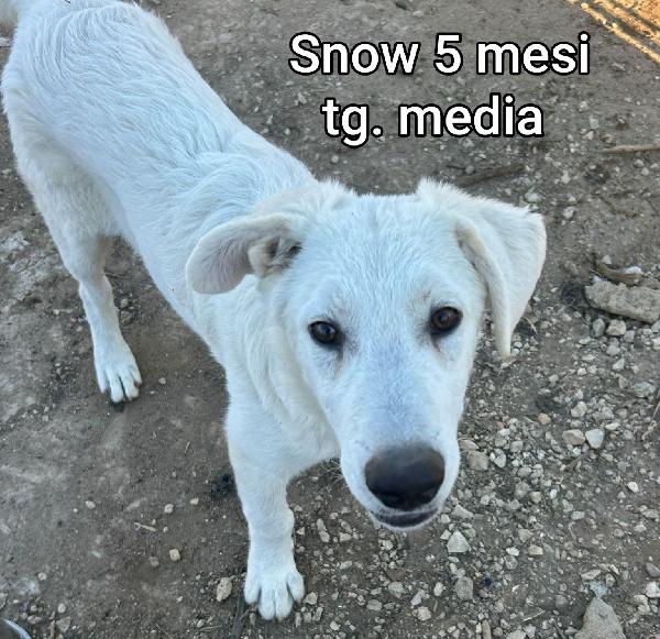 Invisibili cuccioli. Dai 3 mesi Foto 9