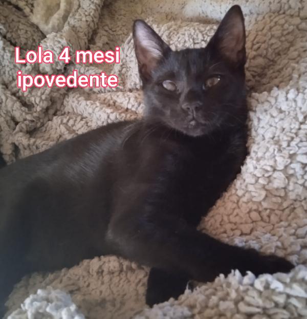 Telefona per salvare un micio Foto 5