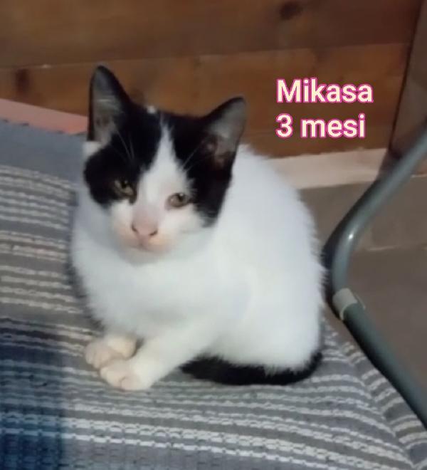 Telefona per salvare un micio Foto 8