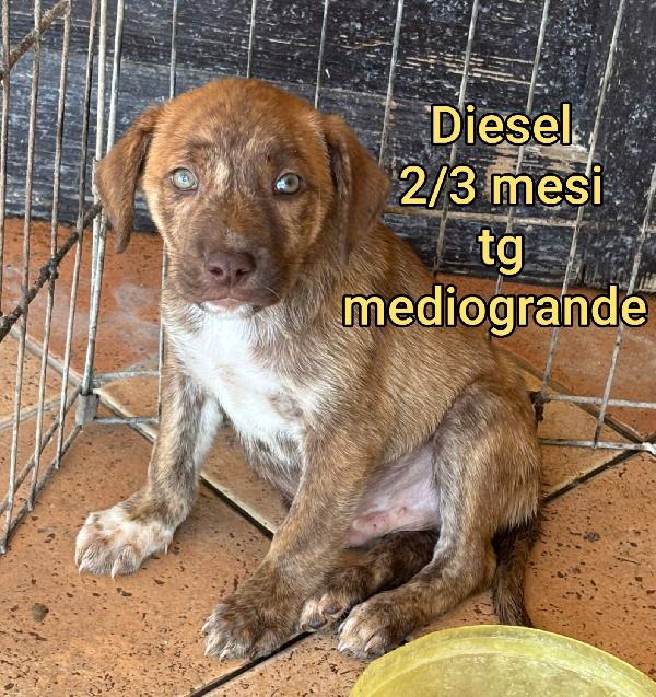 Trovatelli Abbandonati, 3 Mesi