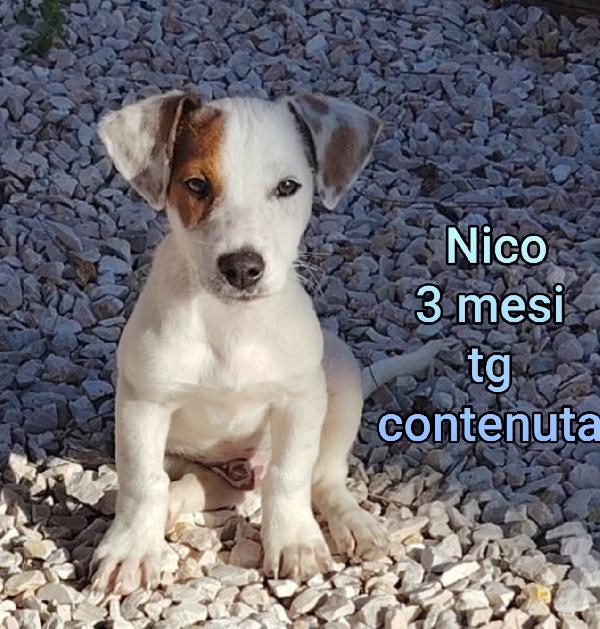 Trovatelli abbandonati, 3 mesi Foto 4