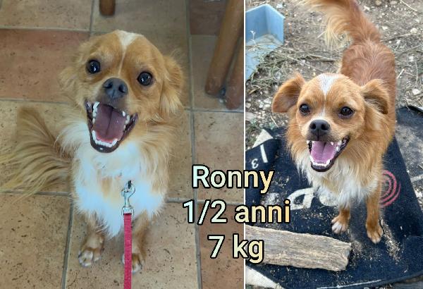 TAGLIE PICCOLE/CONTENUTE IN ADOZIONE  Foto 5