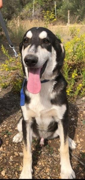 Mix Australian Shepherd 6Mesi Senza Richieste! Sicilia