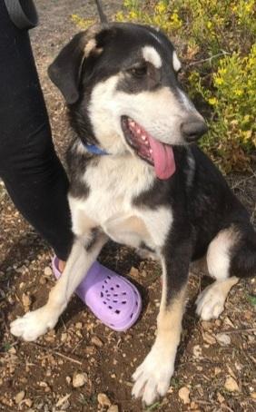 Mix Australian Shepherd 6mesi SENZA RICHIESTE! SICILIA Foto 3