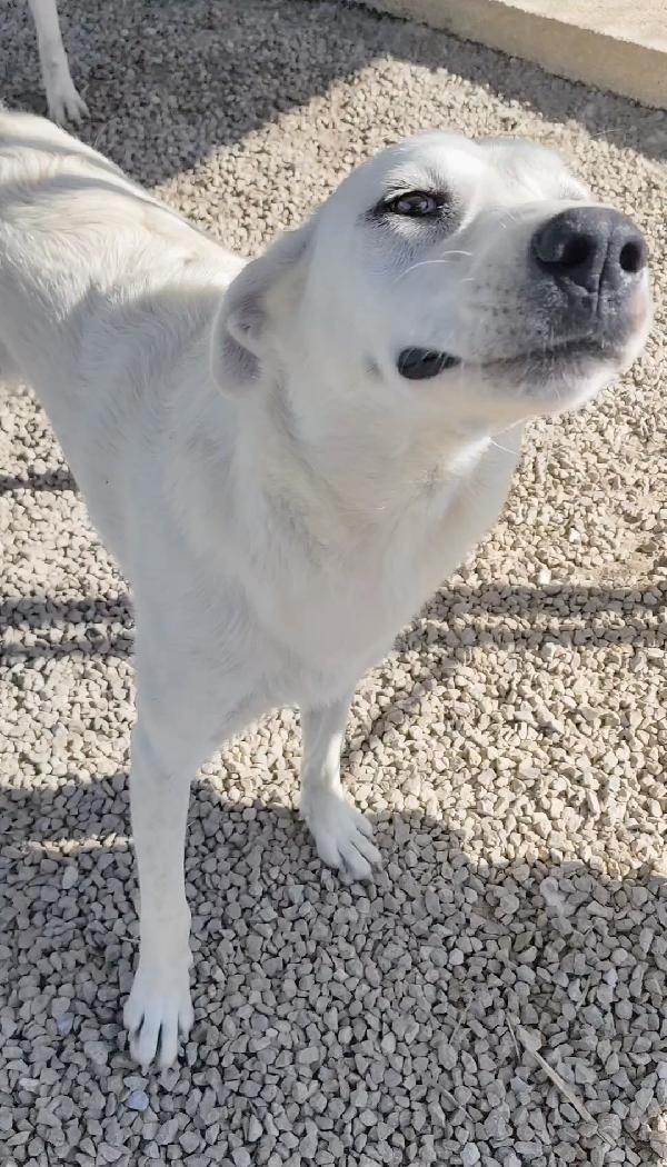 Lola 1 anno ❤️ dolcezza infinita  Foto 2