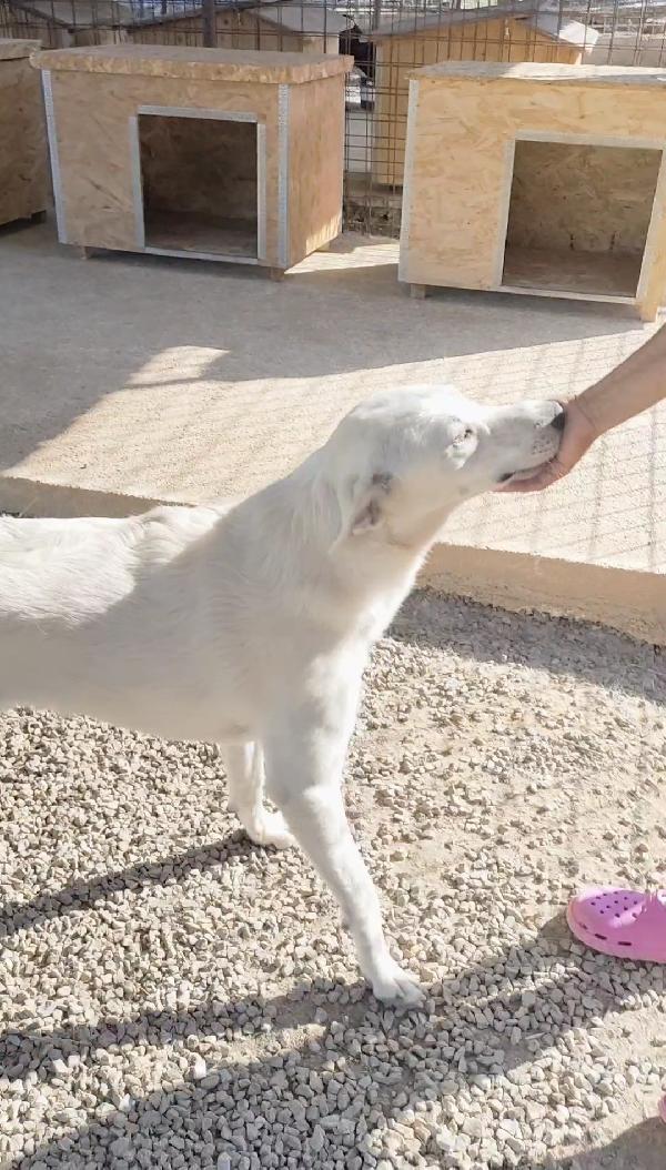 Lola 1 anno ❤️ dolcezza infinita  Foto 5