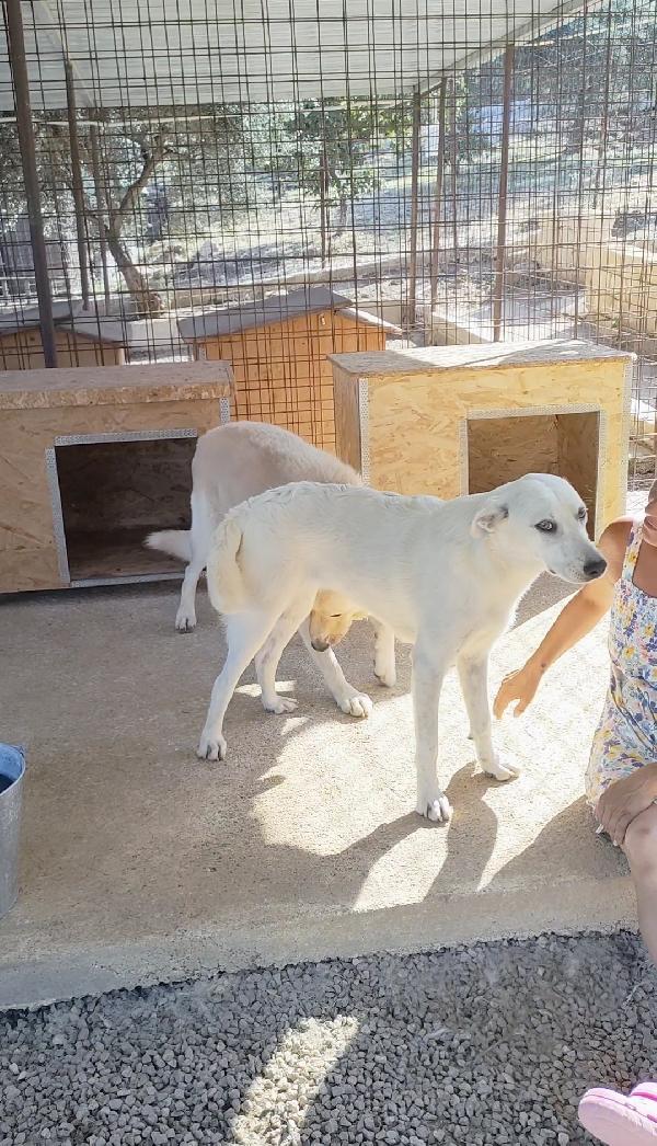 Lola 1 anno ❤️ dolcezza infinita  Foto 7