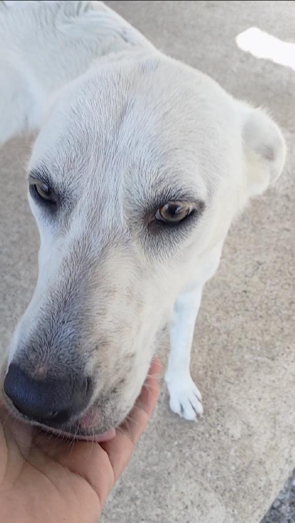 Lola 1 anno ❤️ dolcezza infinita  Foto 9