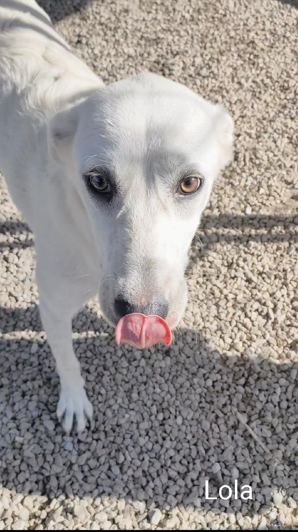 Lola 1 anno ❤️ dolcezza infinita  Foto 10