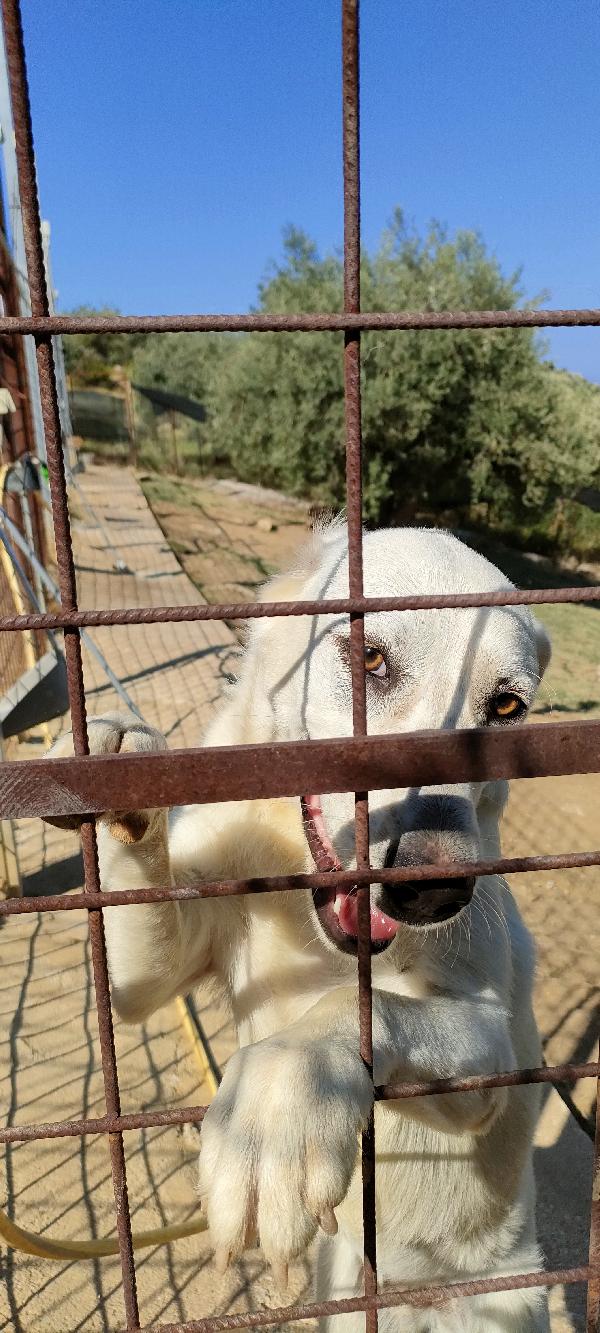 Lola 1 anno ❤️ dolcezza infinita  Foto 11