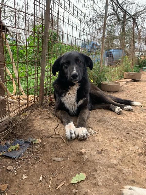 Betty Splendida Giovanotta Simil Border Collie Cerca Famiglia 