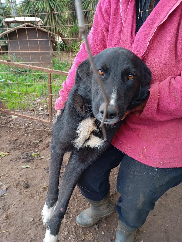 Betty splendida giovanotta simil Border collie cerca famiglia  Foto 2