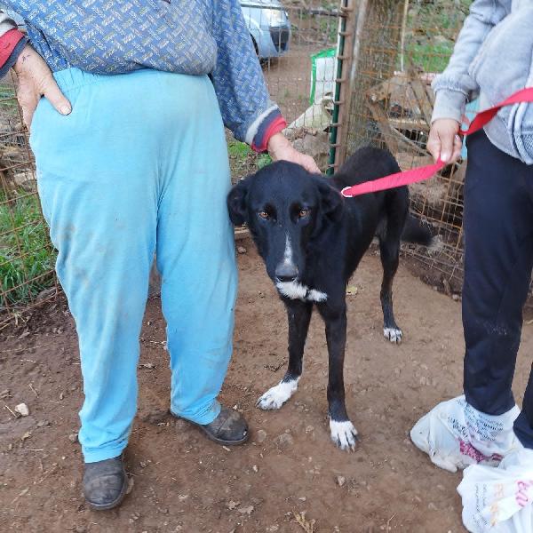 Betty splendida giovanotta simil Border collie cerca famiglia  Foto 3