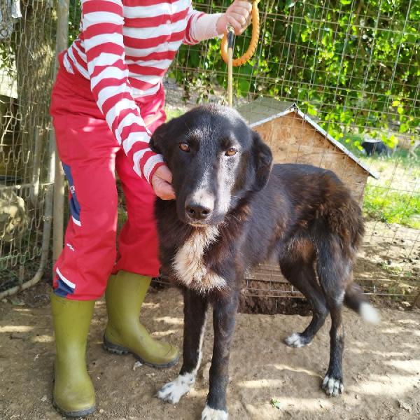 Betty splendida giovanotta simil Border collie cerca famiglia  Foto 4