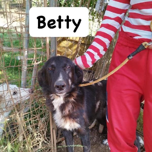 Betty splendida giovanotta simil Border collie cerca famiglia  Foto 5