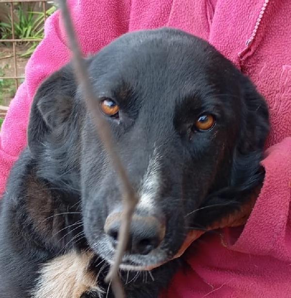 Betty splendida giovanotta simil Border collie cerca famiglia  Foto 6