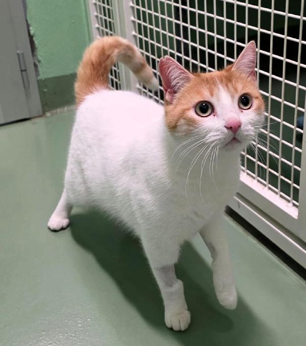 Adil Bellissimo Gattino