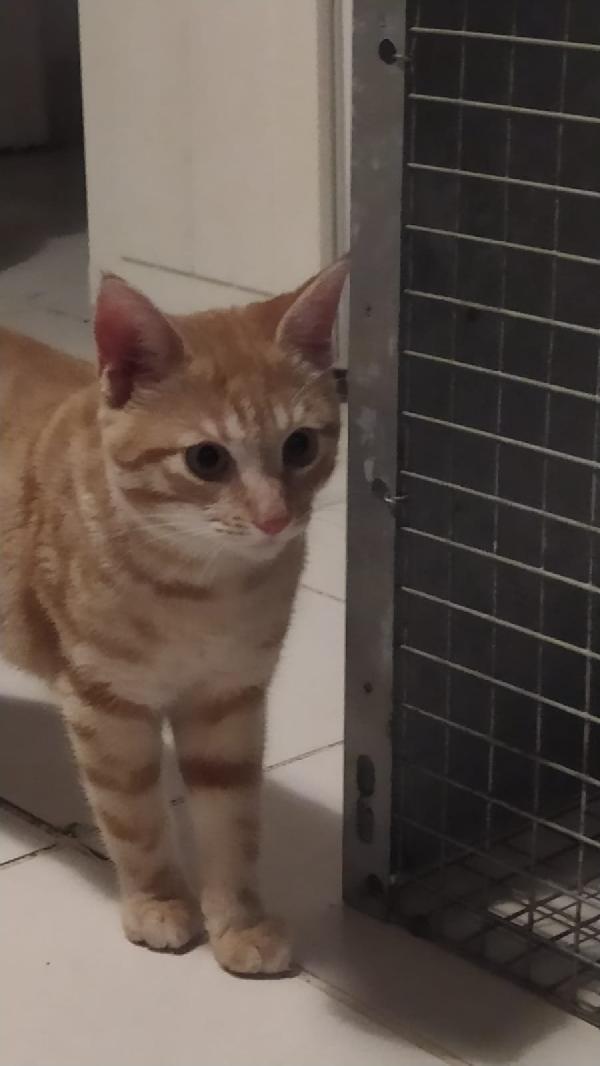 REMY: MICINO DI 4 MESI CERCA FAMIGLIA Foto 2