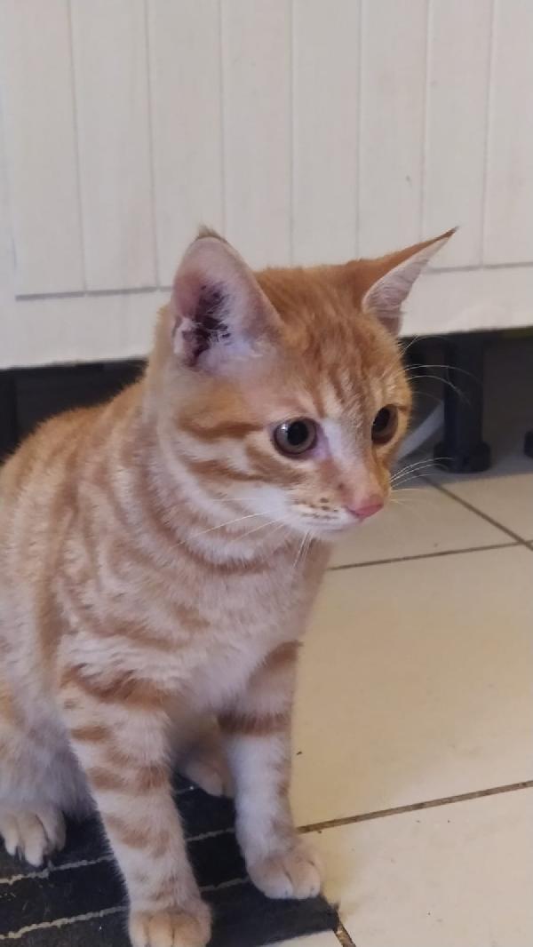 REMY: MICINO DI 4 MESI CERCA FAMIGLIA Foto 4