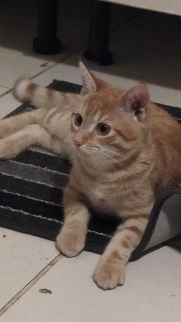 REMY: MICINO DI 4 MESI CERCA FAMIGLIA Foto 3