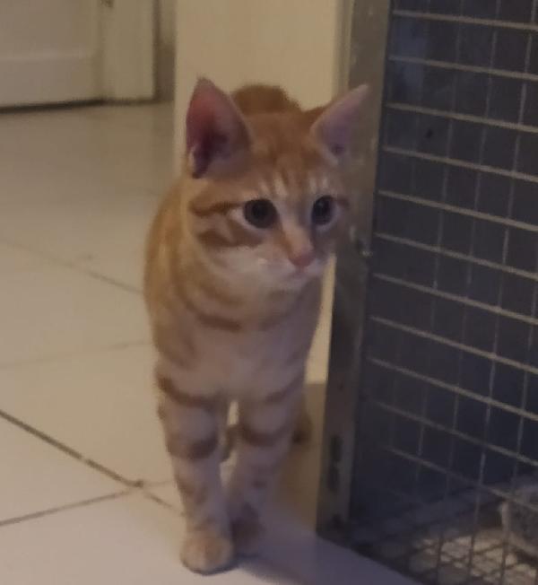 REMY: MICINO DI 4 MESI CERCA FAMIGLIA Foto 5