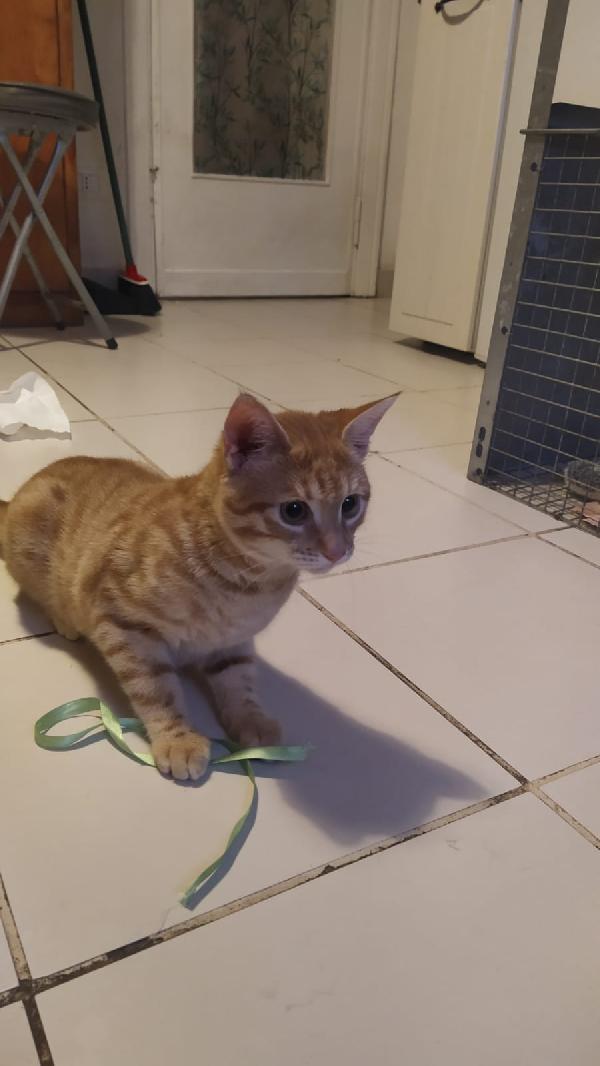 REMY: MICINO DI 4 MESI CERCA FAMIGLIA Foto 8