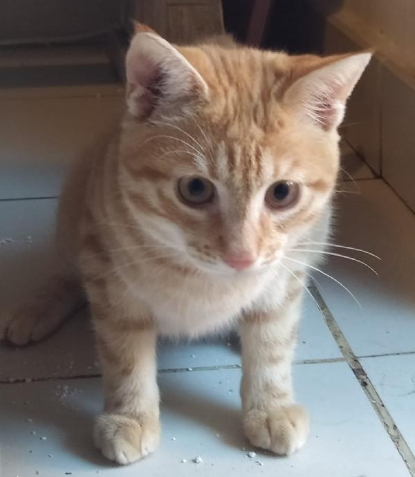 REMY: MICINO DI 4 MESI CERCA FAMIGLIA Foto 9