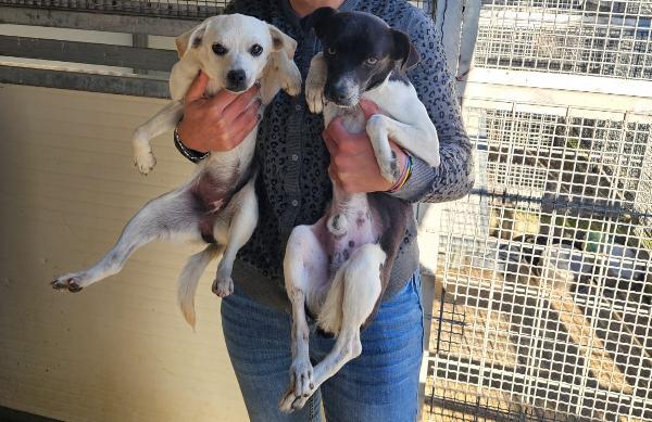 Bianca E Fumo: Taglia Piccola Socievoli