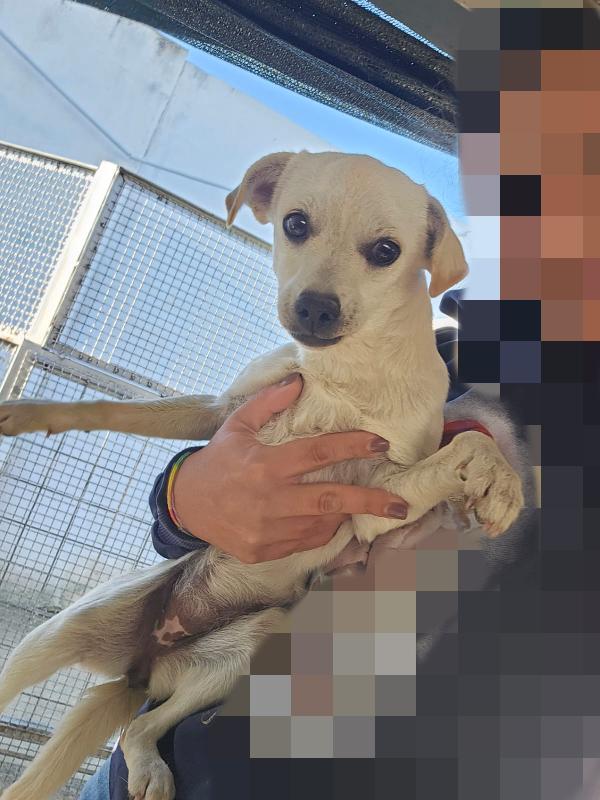 Bianca e Fumo: taglia piccola socievoli Foto 2