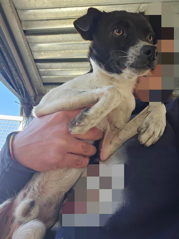 Bianca e Fumo: taglia piccola socievoli Foto 4