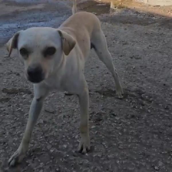 Bianca e Fumo: taglia piccola socievoli Foto 5