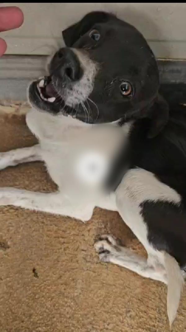 Bianca e Fumo: taglia piccola socievoli Foto 6