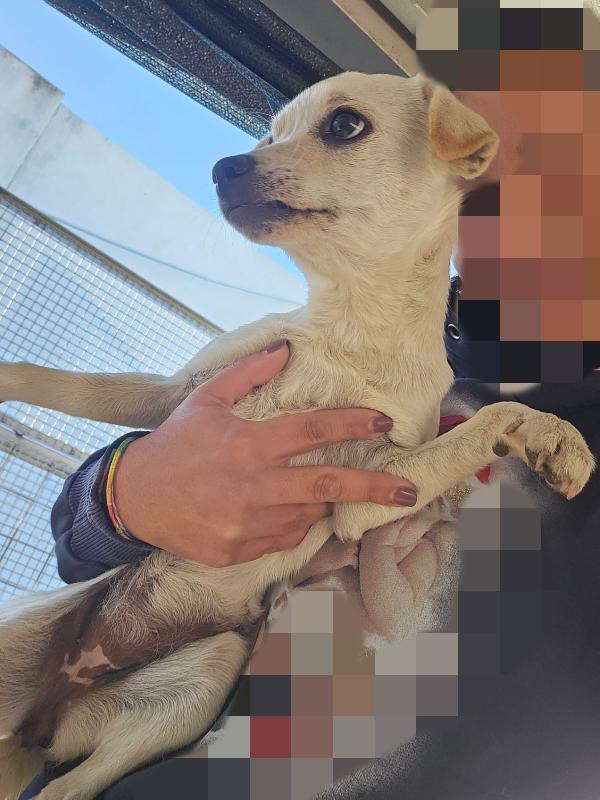 Bianca e Fumo: taglia piccola socievoli Foto 7