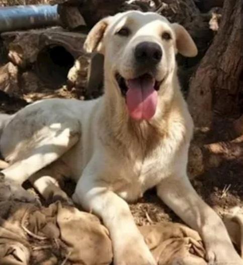 Germano mix Labrador giovane cresce in recinto Foto 2