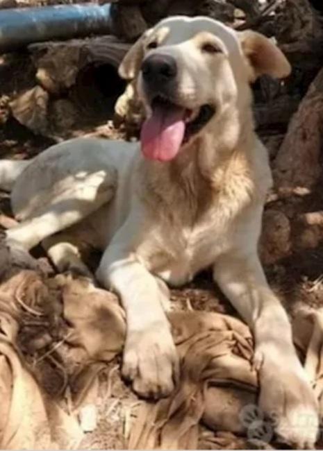 Germano mix Labrador giovane cresce in recinto Foto 3