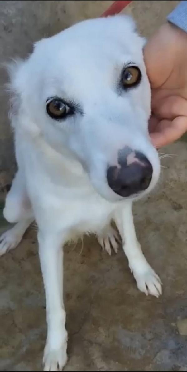 Bianchina giovane kg13 buona e timida.Palermo Foto 2