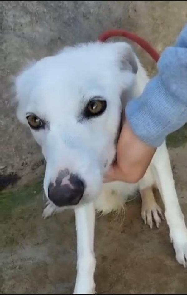 Bianchina giovane kg13 buona e timida.Palermo Foto 3