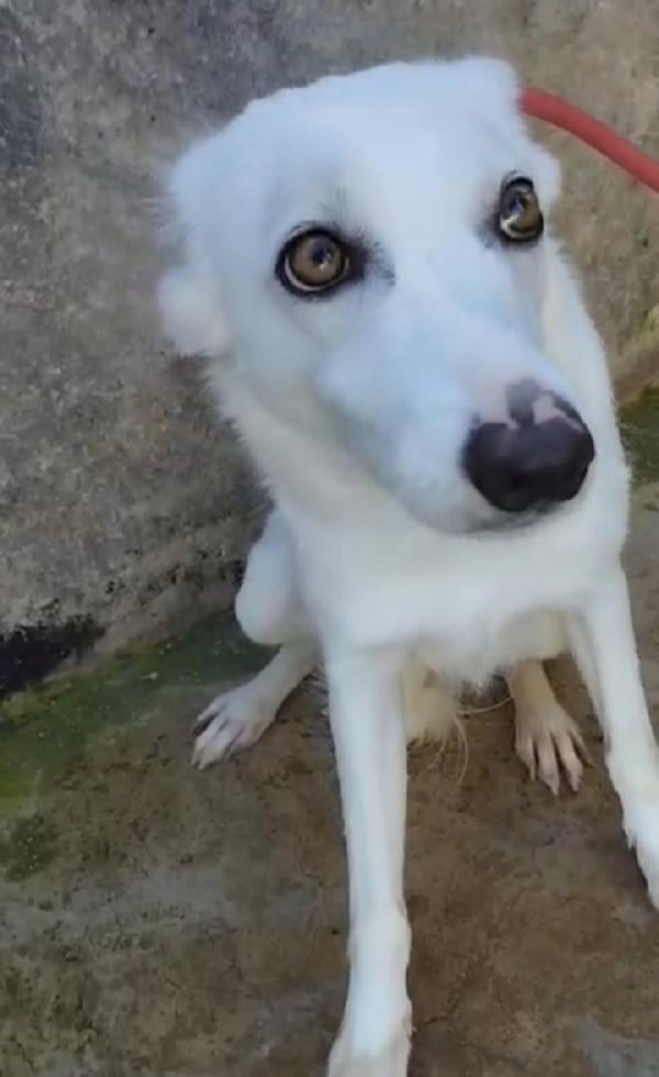 Bianchina giovane kg13 buona e timida.Palermo Foto 4